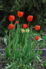 Tulips on the flowerbed