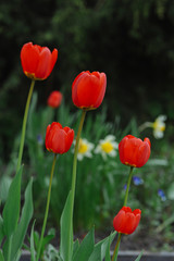 Tulips on the flowerbed