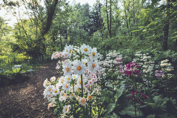 Japanese Primrose (Primula japonica) along a nature trail at Ringwood State Park, NJ in vintage setting