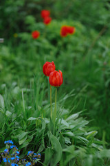 Obraz premium Tulips on the flowerbed