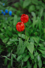 Tulips on the flowerbed