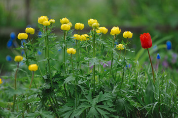Globeflowers