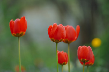 Tulips on the flowerbed