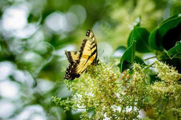 Yellow Butterfly on flowers