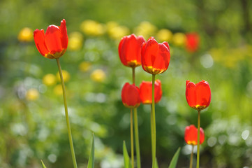 Tulips on the flowerbed