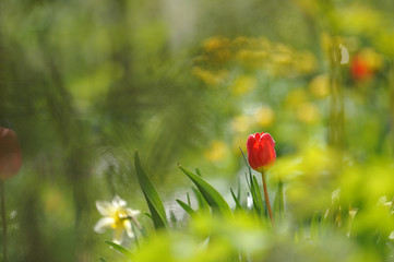 Tulips on the flowerbed