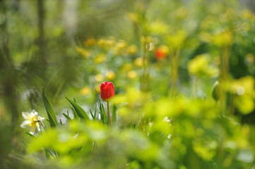 Tulips on the flowerbed