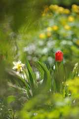 Tulips on the flowerbed
