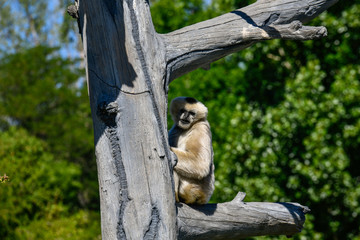 Obraz premium White Cheeked Gibbon