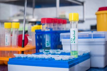 A set of test tubes with reagents in a tripod. Preparation for the experiment. A tripod with test tubes on the table. A flask with a liquid culture of bacteria next to the test tubes.