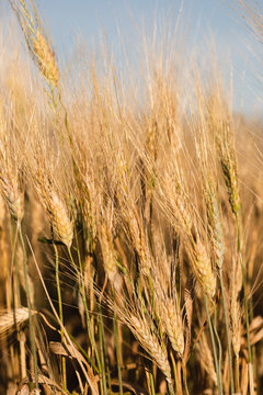 Dettaglio spiga di grano