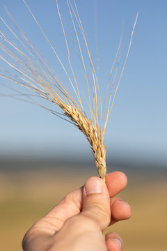 Dettaglio spiga di grano