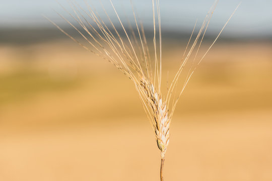 Dettaglio spiga di grano