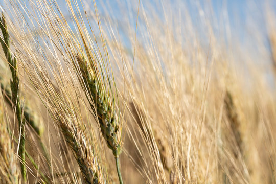 Dettaglio spiga di grano