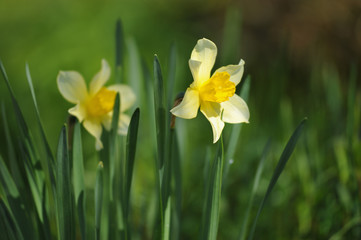 Fototapeta premium Narcissus