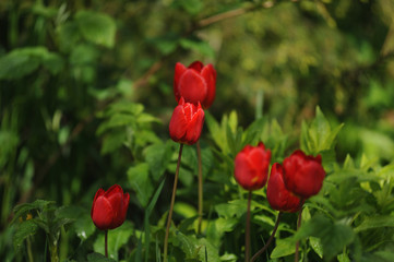 Tulips on the flowerbed