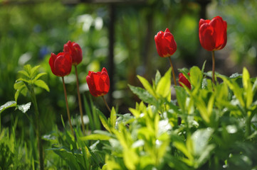 Tulips on the flowerbed