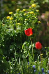Tulips on the flowerbed