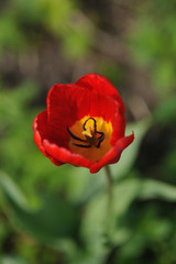 Obraz premium Tulip bud