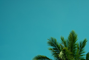 leaves of coconut palms tree with natue blue sky background on summer holiday
