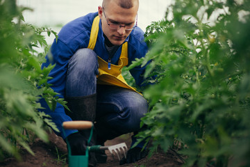 Man working in greenhouse with tomato