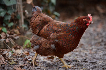 Domestic farm chicken poultry easter eggs village cock cage free