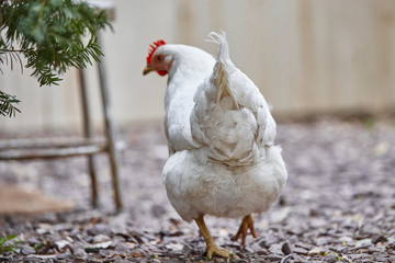 Domestic farm chicken poultry easter eggs village cock cage free