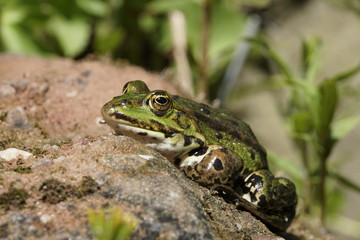 Teichfrosch ( Rana esculenta) sonnt sich auf einem Stein