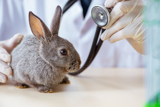Vet doctor checking up rabbit in his clinic
