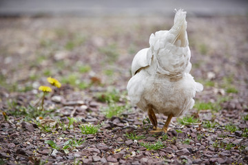 Domestic farm chicken poultry easter eggs village cock cage free