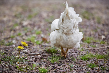 Domestic farm chicken poultry easter eggs village cock cage free