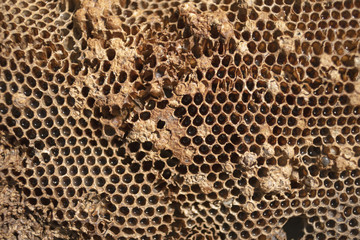 Honigwabe