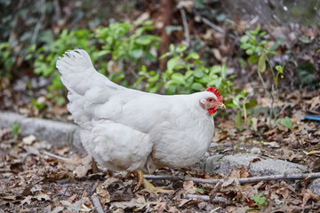 Domestic farm chicken poultry easter eggs village cock cage free
