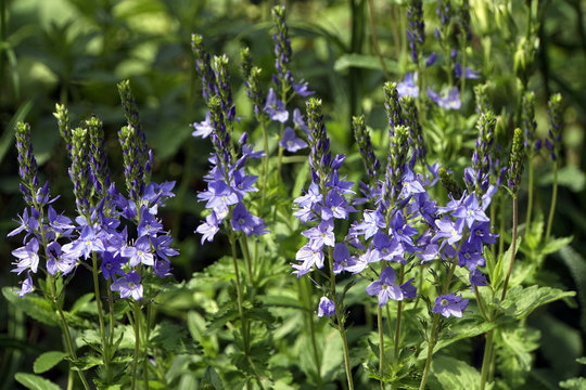 Grosser Ehrenpreis (Veronica teucrium)
