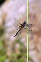 Vierfleck (Libellula quadrimaculata)
