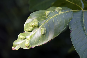 Gallmilben Aceria erineus auf Walnuss-Blättern