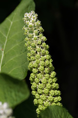 Indische Kermesbeere (Phytolacca acinosa) - Blütenstand