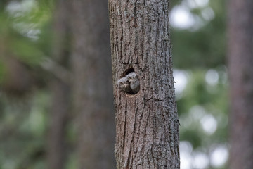 Baby screech owls watch humans