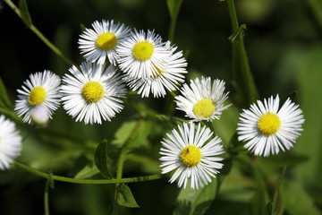 Obraz premium Feinstrahl (Erigeron annuus) , Weißes Berufkraut