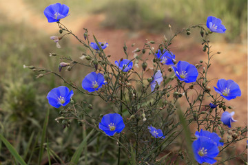 Bright blue flax flowers on a meadow near a country road.