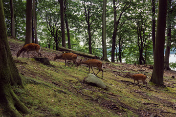 Four Deers Line Taken Animal
