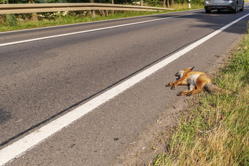 Toter Fuchswelpe am Strassenrand , wer braucht da noch Jäger ? © Ronald Rampsch