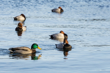 Male mallard and pochards swimming around in one of the Copenhagen Lakes. In Copenhagen there is three major lakes where ducks and swans swim around and have a good time.