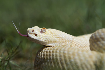 Albino Western Diamondback Rattlesnake
