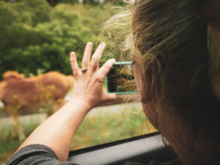 woman taking phone photo of a wild horse