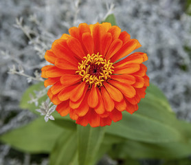 Orange Mum