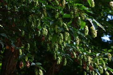 Fruits of Japanese hornbeam