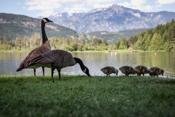 Family of geese during a sunny day. Taken in One Mile Lake, Pemberton, British Columbia, Canada. © edb3_16