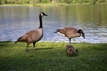 Naklejka na ściany i meble Family of geese during a sunny day. Taken in One Mile Lake, Pemberton, British Columbia, Canada.