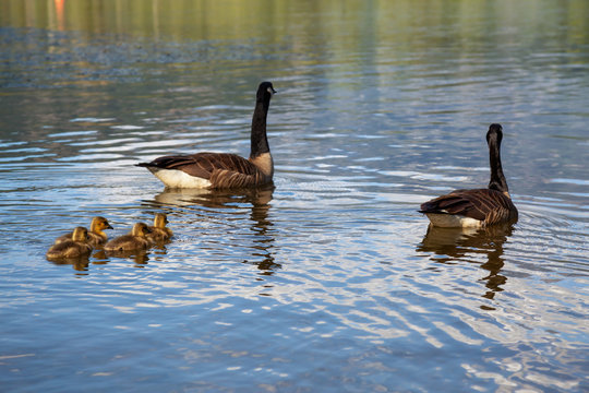 Family of geese during a sunny day. Taken in One Mile Lake, Pemberton, British Columbia, Canada.
